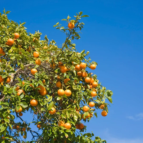 Växande apelsiner — Stockfoto