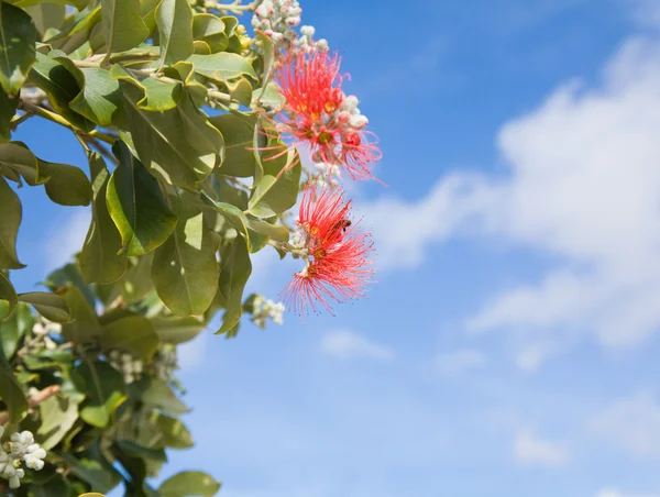 ブラシノキ ブラシノキ植物を開花 — ストック写真