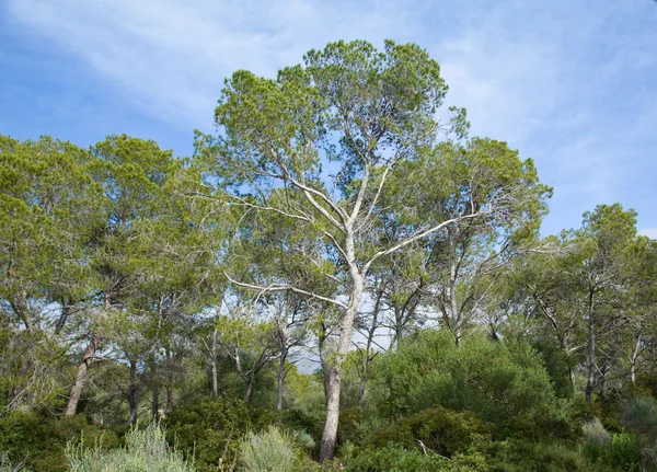 Gruppe Der Aleppokiefern Pinus Halepensis Beheimatet Mittelmeerraum — Stockfoto