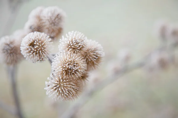 Thistle in hoarfrost — Stock Photo, Image