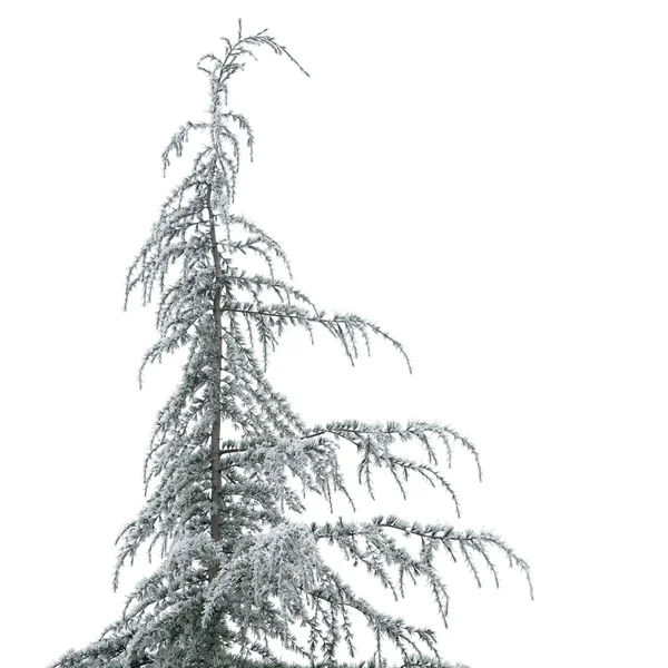 Giovane albero di cedea in hoarfrost, isolato uno bianco — Foto Stock