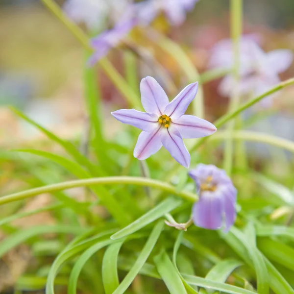 stock image Ipheion uniflorum, spring starflower