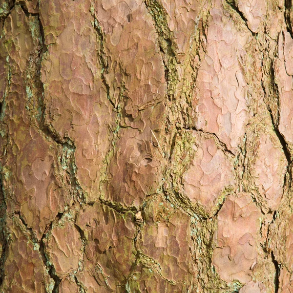 Çam Ağacı Kabuğu Arkaplanı — Stok fotoğraf