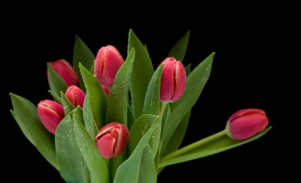 Banda Tmavě Růžové Mokré Tulipány Izolovaných Černém — Stock fotografie