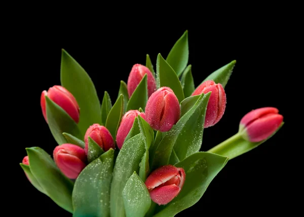 Bunke Mørke Lyserøde Våde Tulipaner Isoleret Sort - Stock-foto