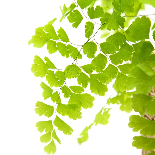 Nephrolepis Fern Leaf Isolerad Vit — Stockfoto