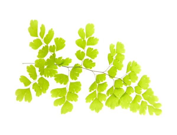 Nephrolepis Fern Leaf Isolerad Vit — Stockfoto