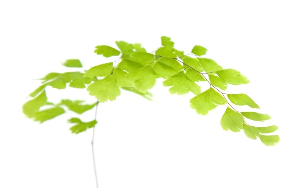 Nephrolepis fern leaf isolated on white — Stock Photo, Image