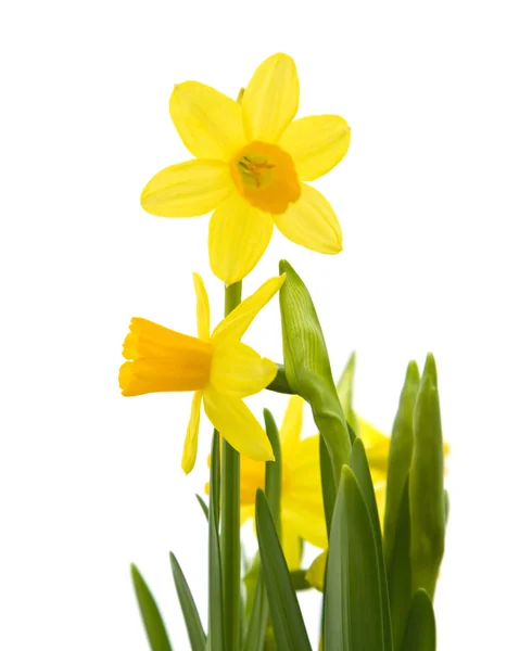 Gele Mini Narcissen Geïsoleerd Wit — Stockfoto