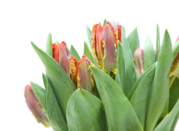 Manojo de tulipanes húmedos; tulipanes de loro amarillo y rojo aislados en blanco — Foto de Stock