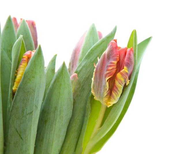 Manojo de tulipanes húmedos; tulipanes de loro amarillo y rojo aislados en blanco — Foto de Stock