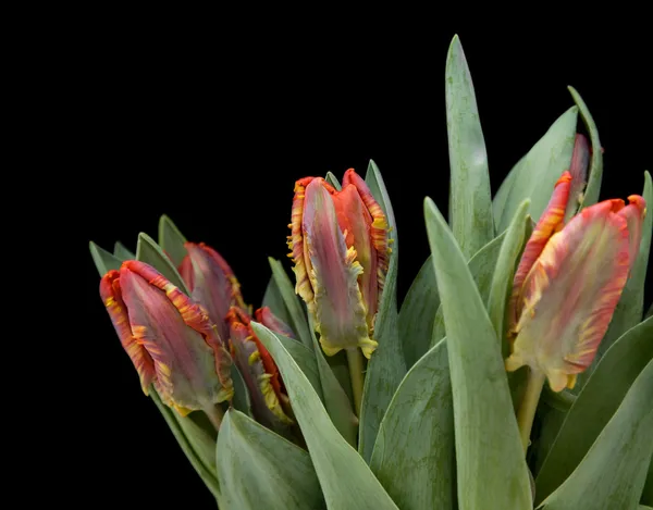 Manojo de tulipanes húmedos; tulipanes de loro amarillo y rojo aislados en negro — Foto de Stock