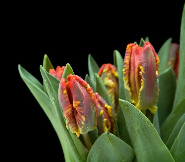 Banda mokré; žlutý a červený papoušek tulipány izolované na černém pozadí — Stock fotografie