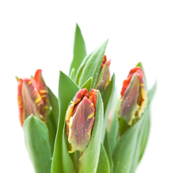 Manojo de tulipanes húmedos; tulipanes de loro amarillo y rojo aislados en blanco —  Fotos de Stock