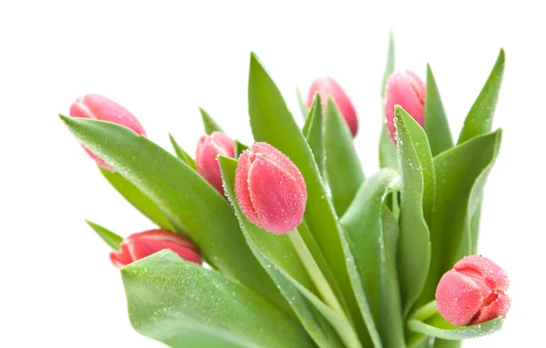 Manojo Tulipanes Húmedos Color Rosa Oscuro Aislados Blanco —  Fotos de Stock
