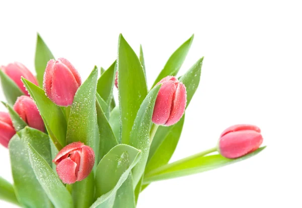 Bund dunkelrosa nasser Tulpen isoliert auf weiß — Stockfoto
