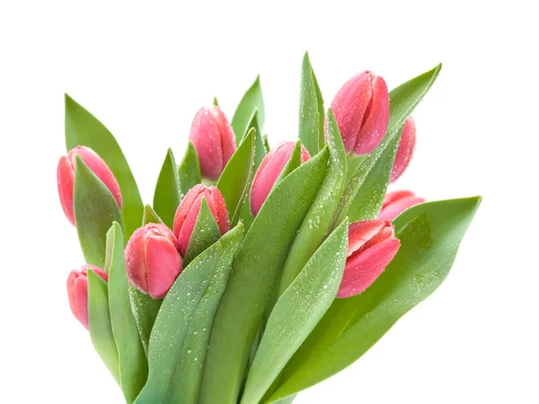 Grono Ciemny Różowy Tulipany Mokry Białym Tle — Zdjęcie stockowe