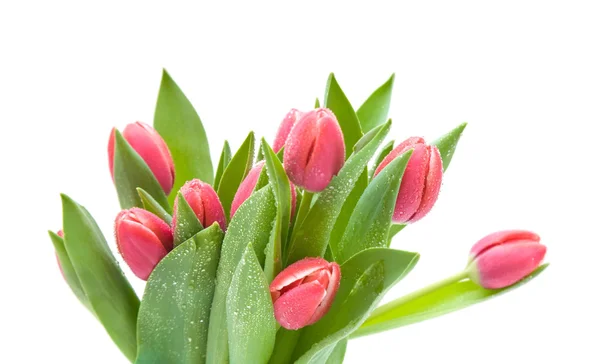 Manojo Tulipanes Húmedos Color Rosa Oscuro Aislados Blanco — Foto de Stock