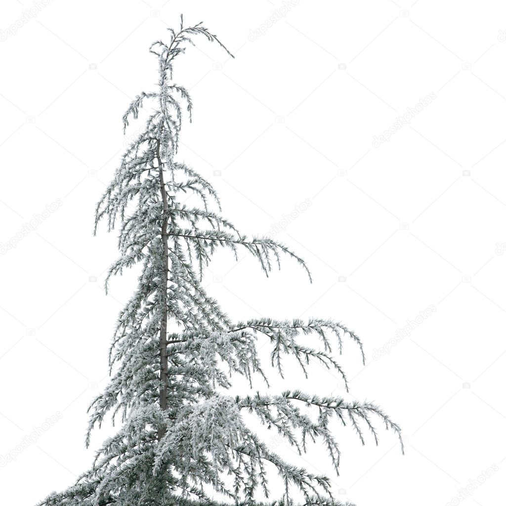 Young cedea tree in hoarfrost, isolated one white