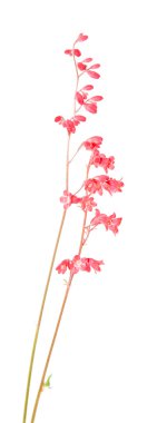 Heuchera sanguinea (