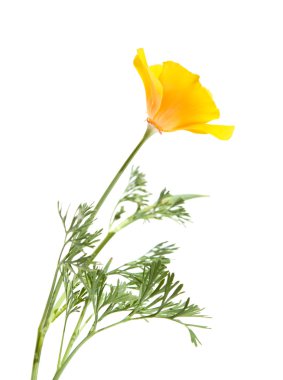 Kaliforniyalı poppy, eschscholzia californica, üzerinde beyaz izole