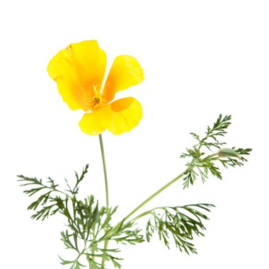 Kaliforniyalı poppy, eschscholzia californica, üzerinde beyaz izole