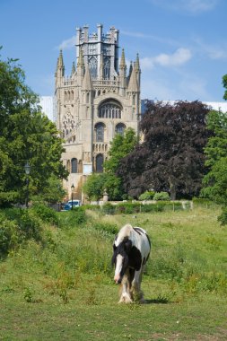 Black and white horse grazing in front of Ely cathedral, Cambrid clipart