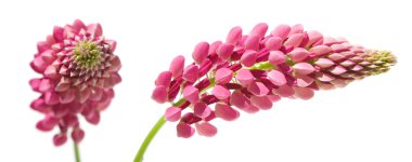 Pink lupine, anface and profile, isolated on white clipart