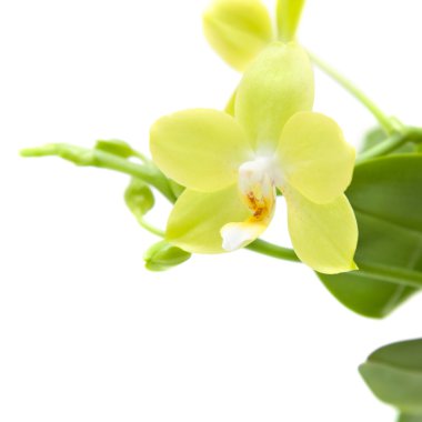 Sarı phalaenopsis orkide bitki; beyaz izole,