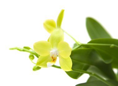 Sarı phalaenopsis orkide bitki; beyaz izole,