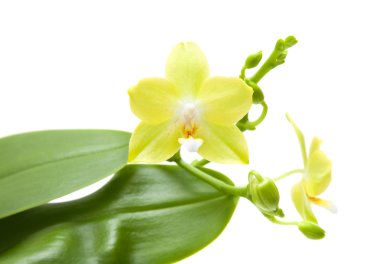 Sarı phalaenopsis orkide bitki; beyaz izole,