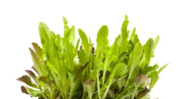 Growing light green and purple leaves of babyleaf lettuce; isolated clipart