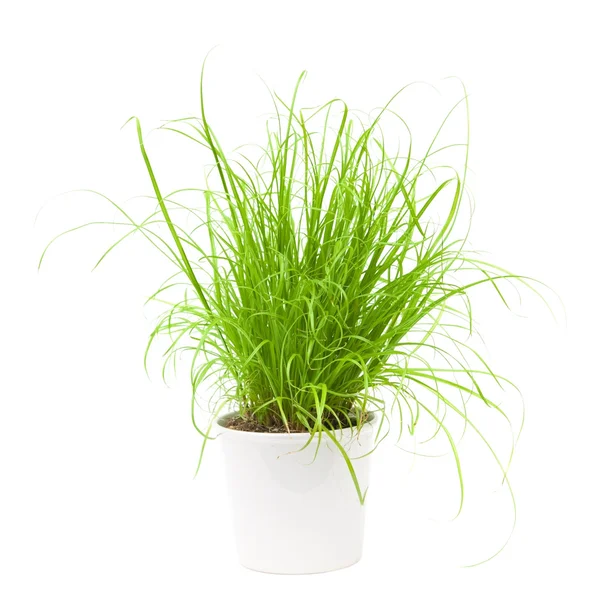 Curly grass in a white pot, isolated — Stock Photo, Image