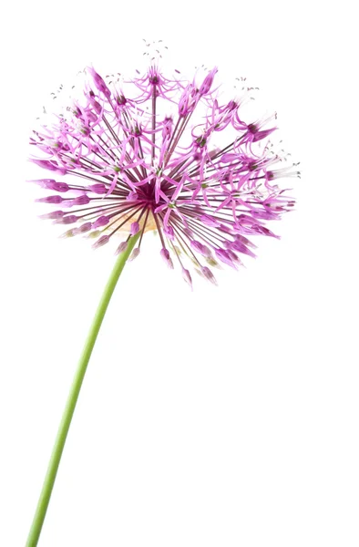 Allium isolated — Stock Photo, Image
