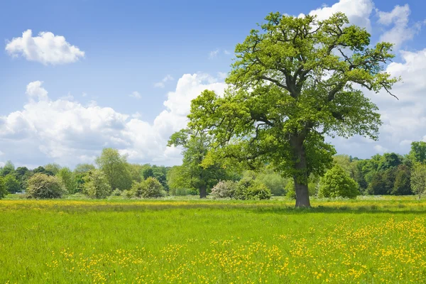 떡갈나무와 여름 풍경 — 스톡 사진