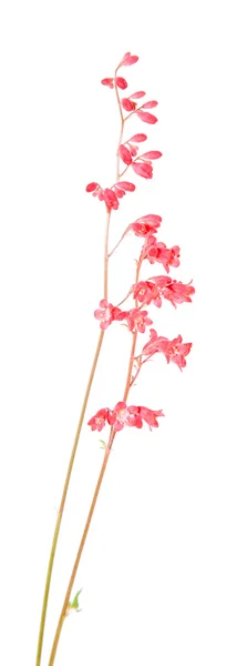 Heuchera sanguinea ("korall harangok"), virág tüske — Stock Fotó