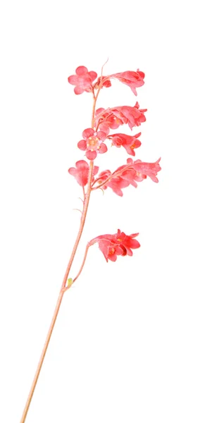 Heuchera Sanguinea Coral Bells Flower Spike — Stock Photo, Image