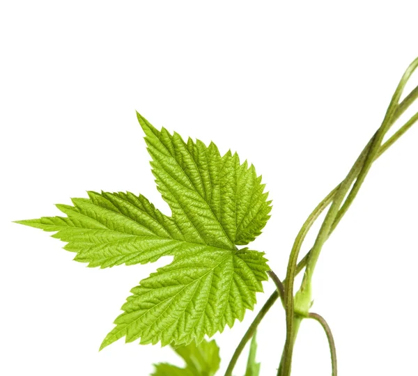 Young hops leaf, corner composition — Stock Photo, Image