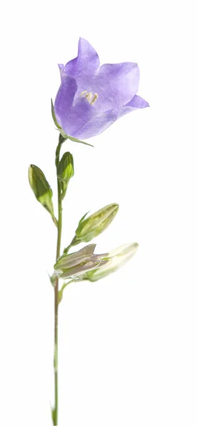 Izole Çan Çiçeği Bellflower — Stok fotoğraf