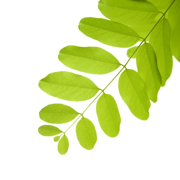 Acacia Leaves Isolated White — Stock Photo, Image