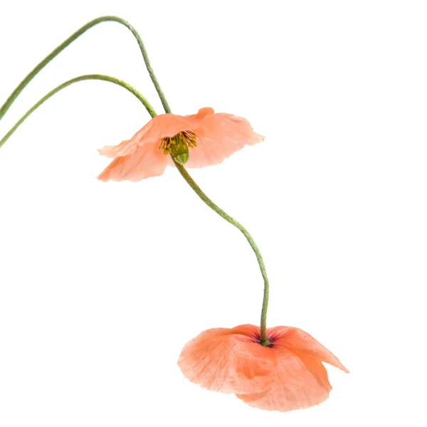 stock image Gentle drooping pink poppies, isolated, beautiful, beauty, bud, close, color, colored, colour, field, flower, fragrance, fragrant, garden, macro, memory, nature