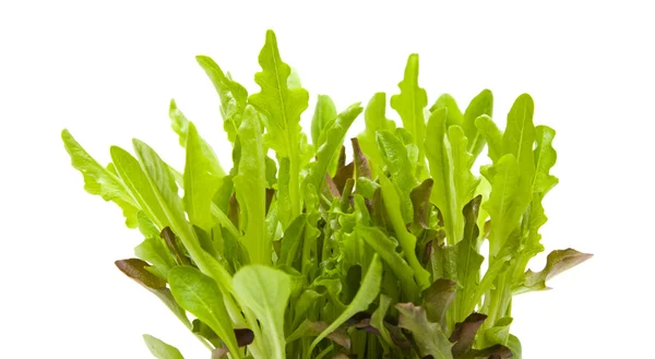 Growing light green and purple leaves of babyleaf lettuce; isolated — Stock Photo, Image
