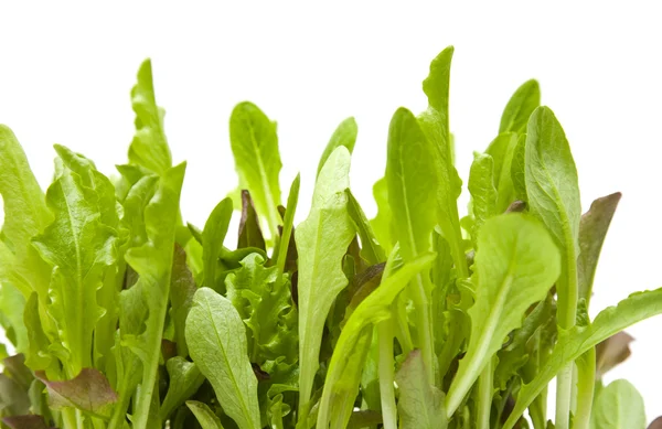 Растущие светло-зеленые и фиолетовые листья салата; изолированные — стоковое фото
