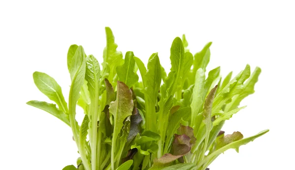 Hellgrüne Und Violette Blätter Des Kopfsalats Isoliert — Stockfoto