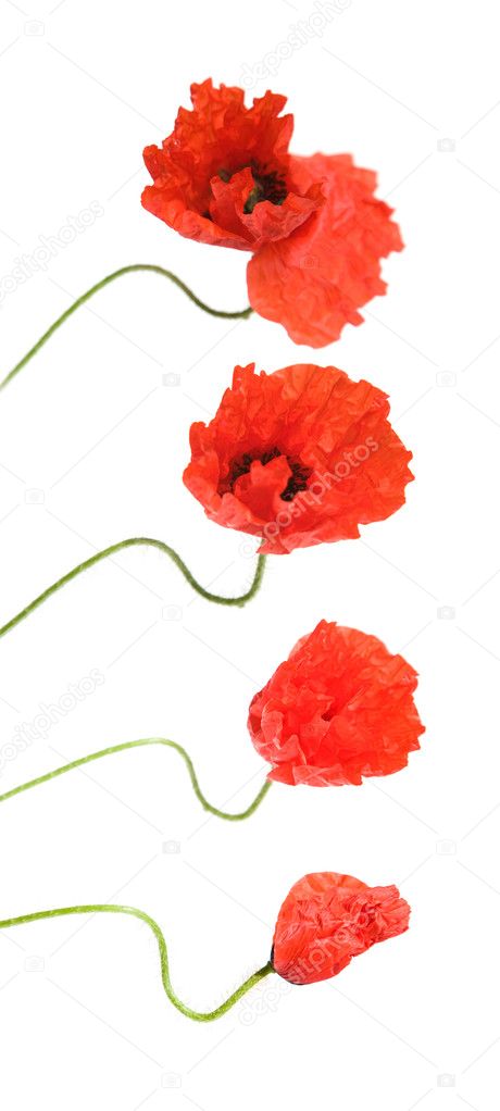 Opening red poppy, vertical border, composite image