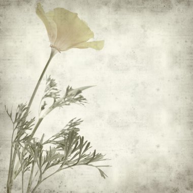 eski kağıt arka plan Kaliforniya haşhaş, eschscholzia californica ile dokulu