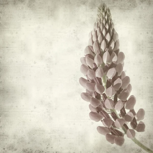 Textured Old Paper Background Pink Lupine Flower — Stock Photo, Image