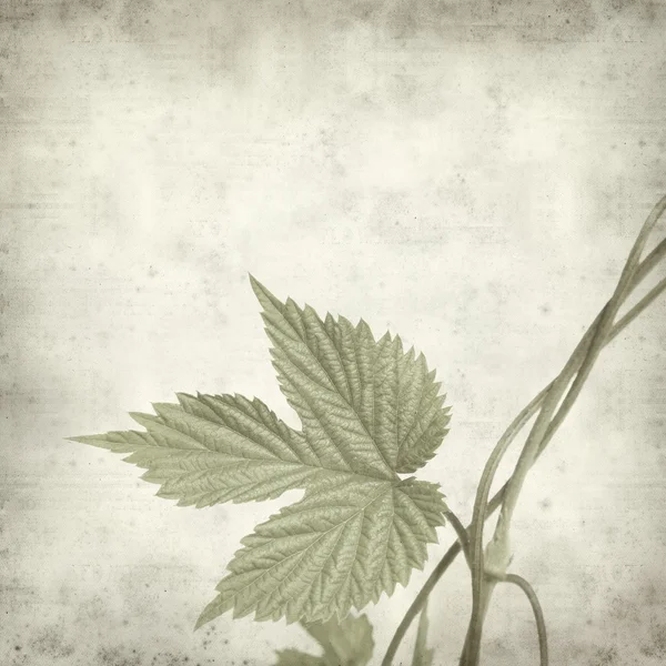带纹理的旧纸张背景与绿色夏天跃植物叶 — 图库照片