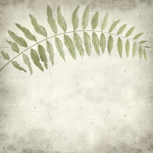 Teksturowane stary tło z akacji zielone lato liść — Zdjęcie stockowe