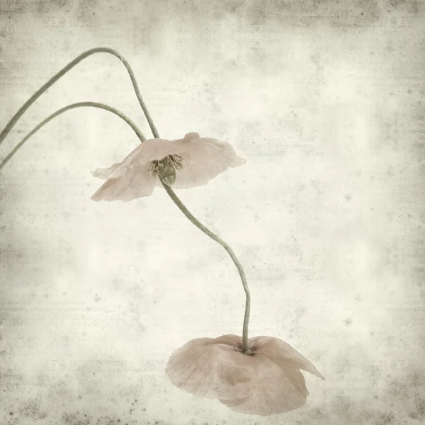 Getextureerde oud papier achtergrond met poppy bloem — Stockfoto
